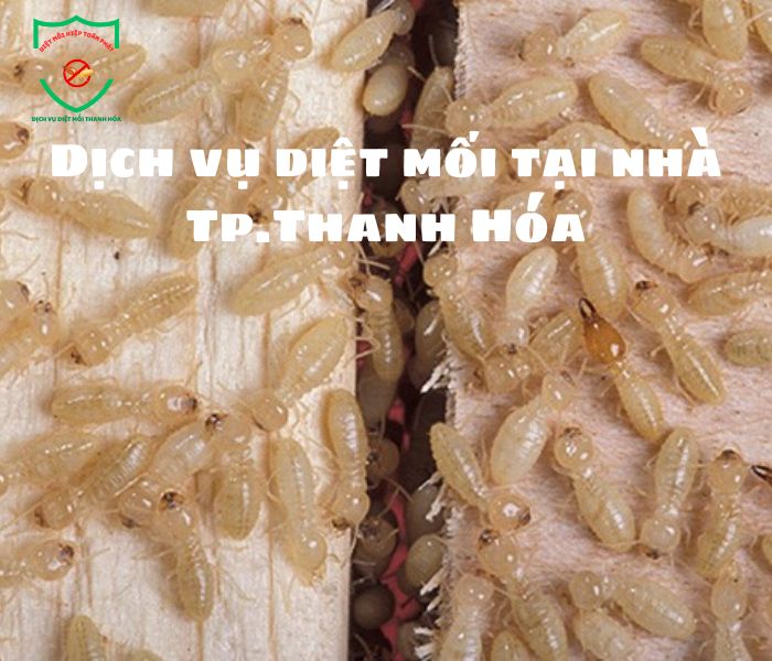 Dich-vu-diet-moi-Tp-Thanh-Hoa (2)