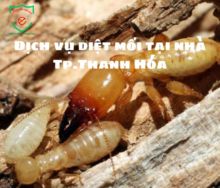 Dich-vu-diet-moi-Tp-Thanh-Hoa (3)