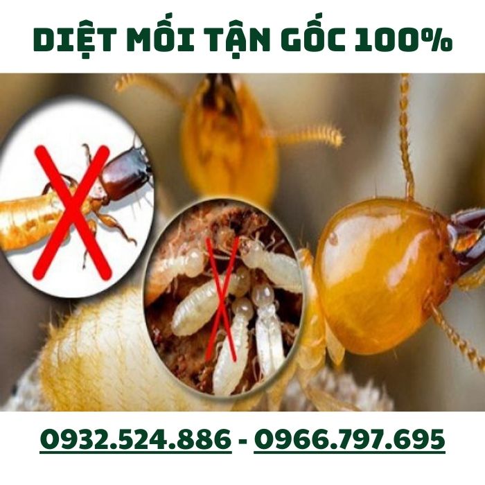 anh-diet-moi-thanh-hoa-000