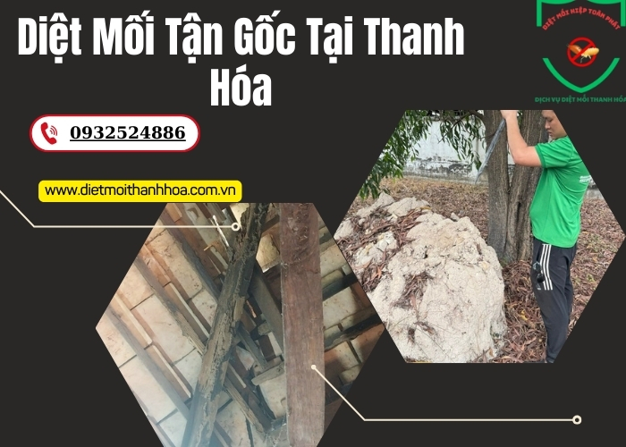 Diệt Mối Tận Gốc Tại Thanh Hóa