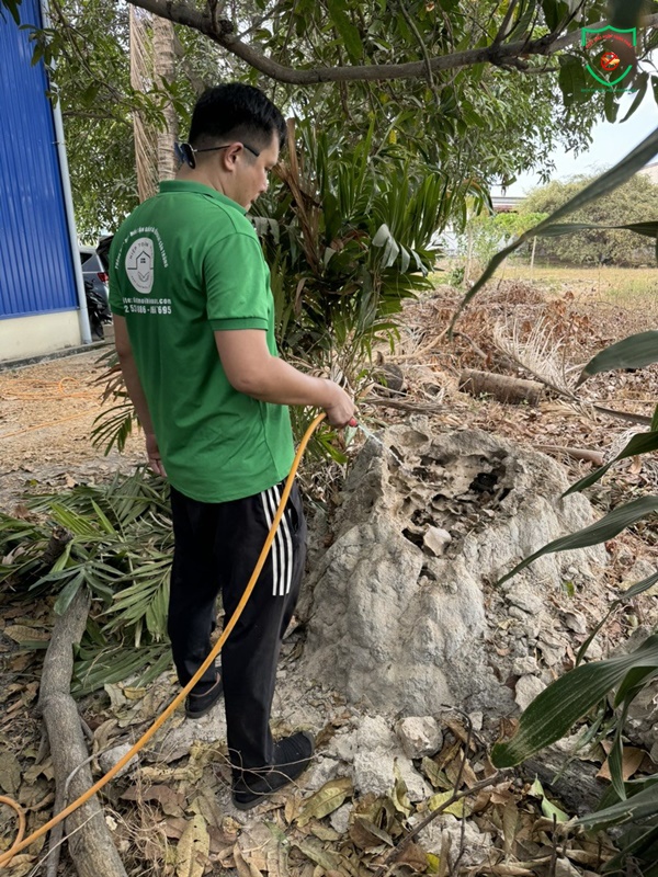 cách diệt mối tận gốc đơn giản