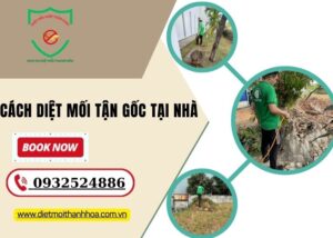 Cách Diệt Mối Tận Gốc Tại Nhà