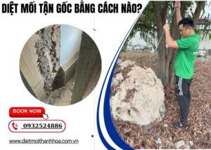 Diệt Mối Tận Gốc Bằng Cách Nào