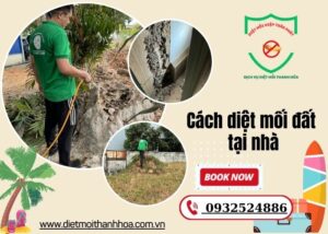 cách diệt mối đất tại nhà