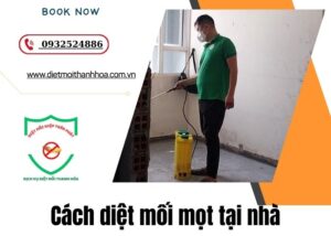 cách diệt mối mọt tại nhà