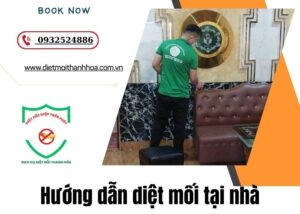 hướng dẫn diệt mối tại nhà