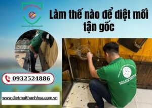 làm thế nào để diệt mối tận gốc