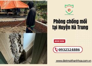 Phòng chống mối tại Huyện Hà Trung