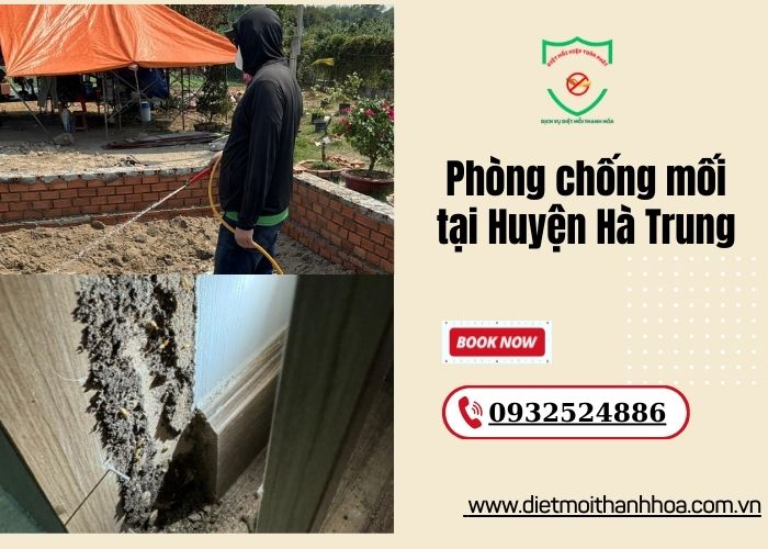 Phòng chống mối tại Huyện Hà Trung