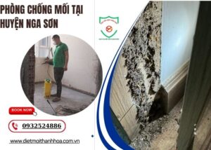 Phòng chống mối tại Huyện Nga Sơn