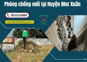 Phòng chống mối tại Huyện Như Xuân