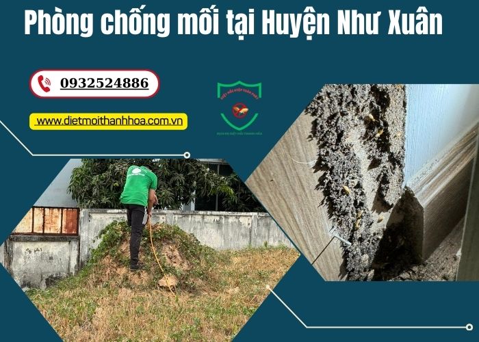Phòng chống mối tại Huyện Như Xuân