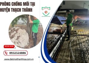 Phòng chống mối tại Huyện Thạch Thành