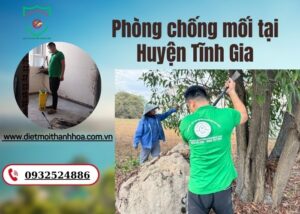 Phòng chống mối tại Huyện Tĩnh Gia