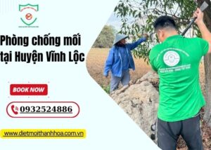 Phòng chống mối tại Huyện Vĩnh Lộc
