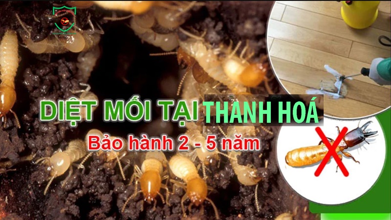 Bảo hành diệt mối