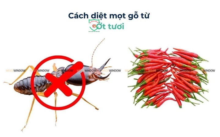 Biện pháp phòng chống mối