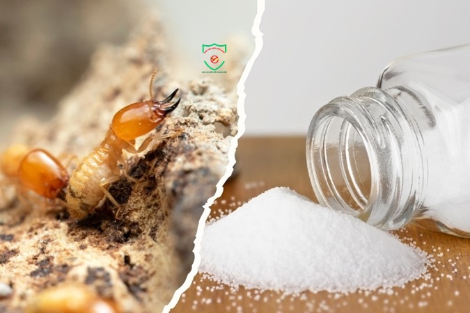 Biện pháp phòng chống mối
