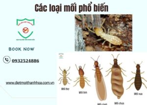 Các loại mối phổ biến