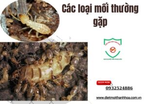 Các loại mối thường gặp