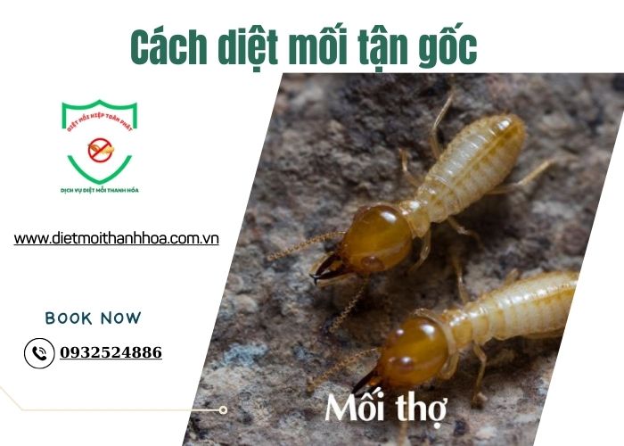 Cách diệt mối tận gốc