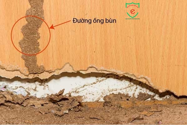 Cách nhận biết mối