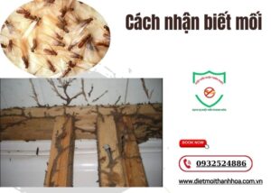 Cách nhận biết mối