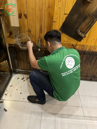 Cách nhận biết mối đất và mối gỗ