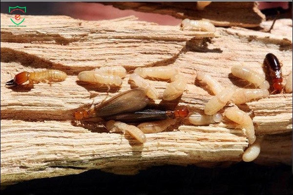 Cách nhận biết mối đất và mối gỗ