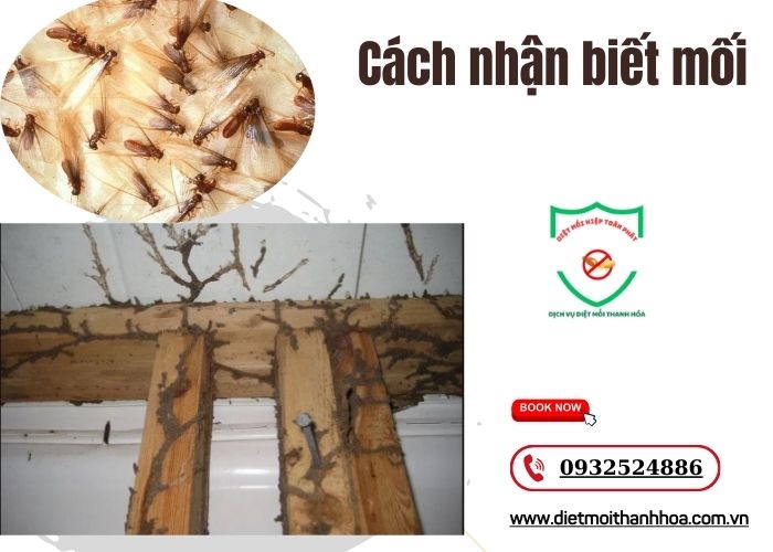 Cách nhận biết mối