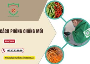 Cách phòng chống mối