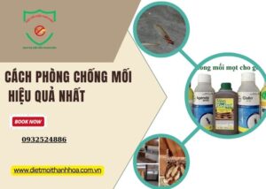 Cách phòng chống mối hiệu quả nhất