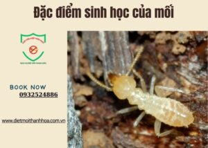 Đặc điểm sinh học của mối