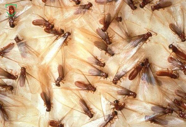 Dấu hiệu nhà bị mối