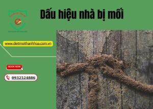 Dấu hiệu nhà bị mối