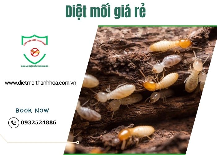 Diệt mối giá rẻ