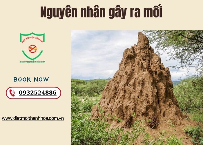 Nguyên nhân gây ra mối