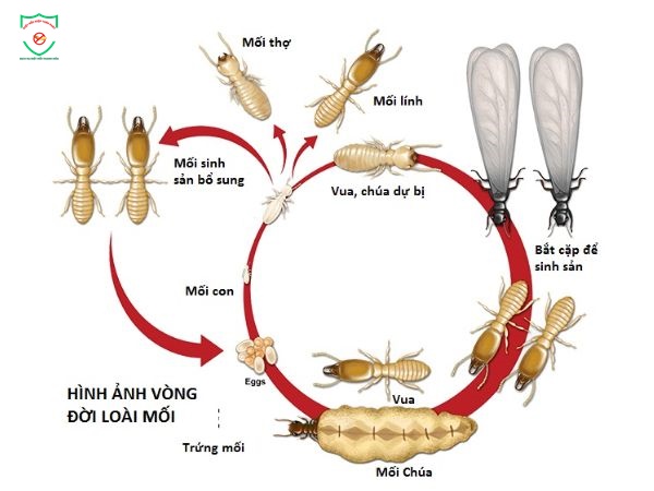 Nhận biết mối