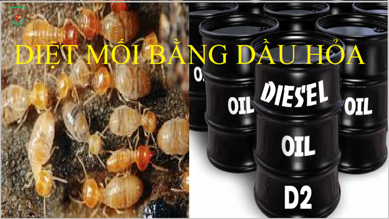 Phòng chống mối cho công trình mới
