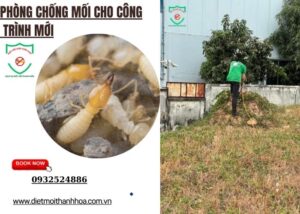 Phòng chống mối cho công trình mới