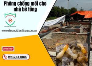 Phòng chống mối cho nhà bê tông
