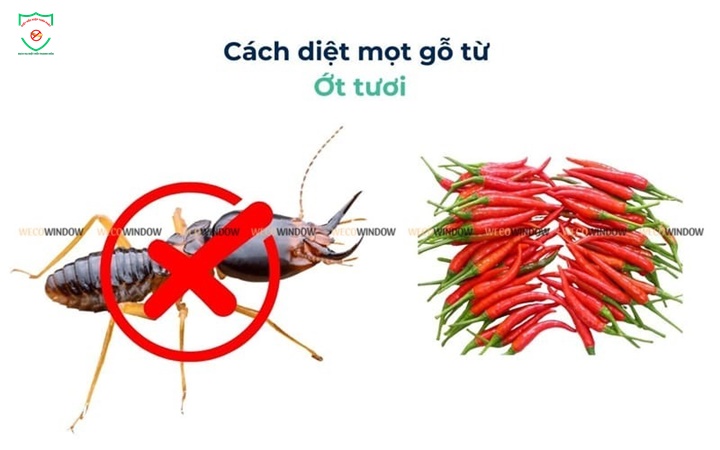 Phòng chống mối định kỳ