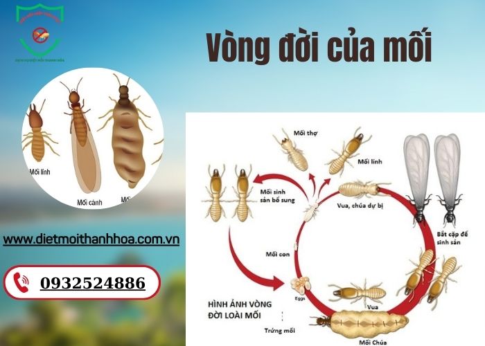 Vòng đời của mối