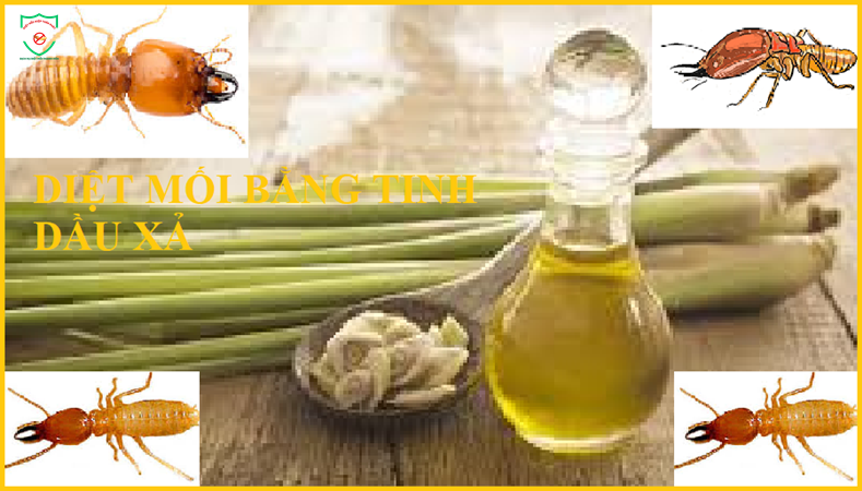 bảo vệ nhà khỏi mối