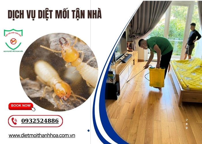 dịch vụ diệt mối tận nhà