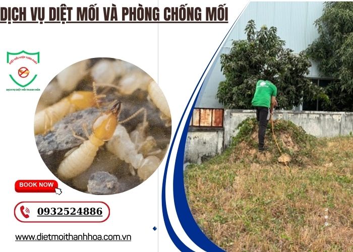 dịch vụ diệt mối và phòng chống mối