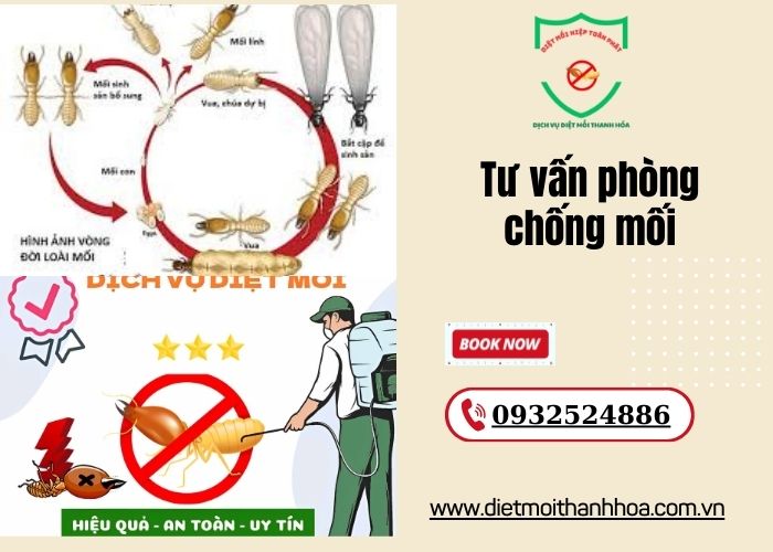 tư vấn phòng chống mối